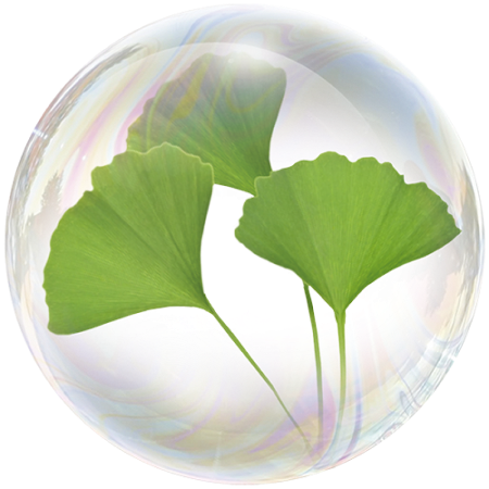 Ginkgo biloba (Ginkgo biloba)**